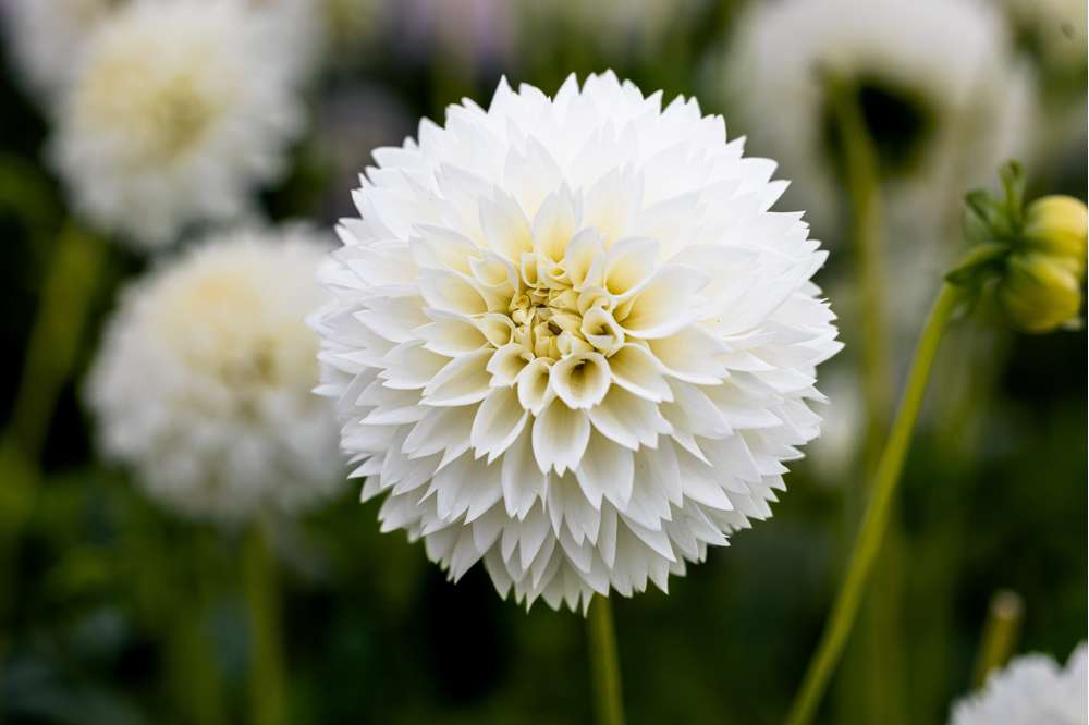 Dahlia 'Myama Fubuki'